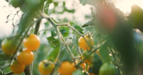 Farmer Picking Ripe Yellow Tomatoes in Greenhouse - Close Up 4k Stock Footage 89032022