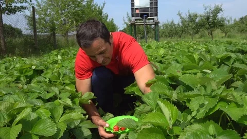 Farmer picking strawberries Stock Footage