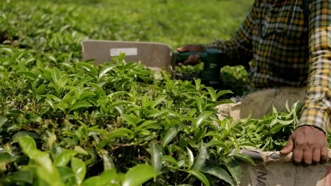 Farmer picking tea leaves in Munnar plantation, India Stock Footage 292679153