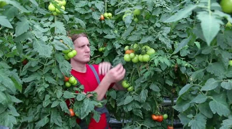 Farmer Picking Tomato in a Greenhouse Stock Footage 12319108