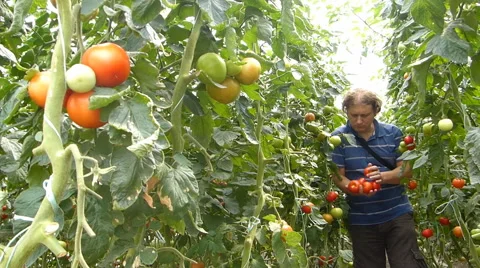Farmer picking tomato in the greenhouse Stock Footage 40472036