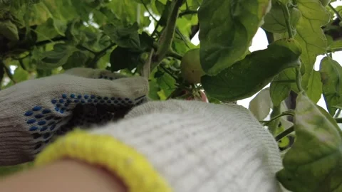 Farmer picking tomatoes in the greenhouse Stock Footage 300531413