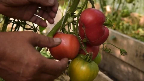 Farmer picking tomatoes in the warm house Stock Footage 81473349