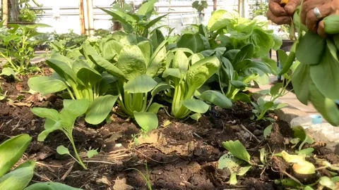 Farmer picking veggie at rooftop urban agriculture garden Stock Footage 273678037