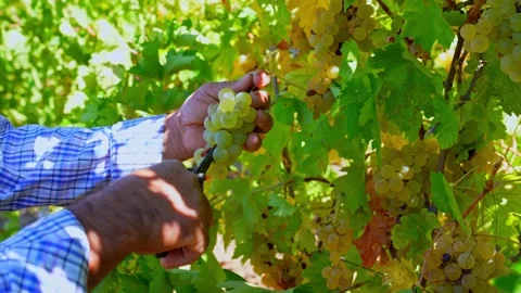 Farmer Picking White Grapes in a Sunny Grape Vineyard Stock Footage 334052756
