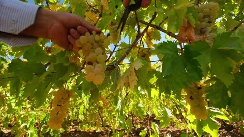 Farmer Picking White Grapes in a Sunny Grape Vineyard Stock Footage 334053326