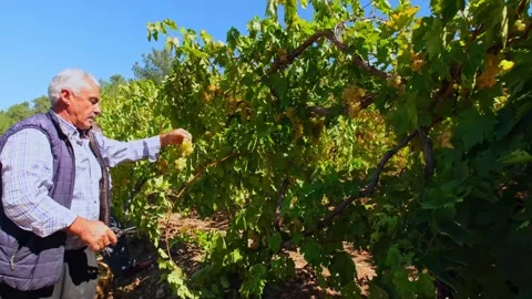 Farmer Picking White Grapes in a Sunny Grape Vineyard Stock Footage 334053353