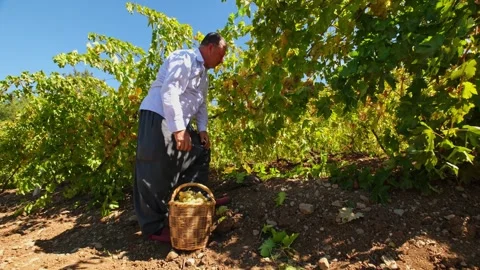Farmer Picking White Grapes in a Sunny Grape Vineyard Stock Footage 334053391