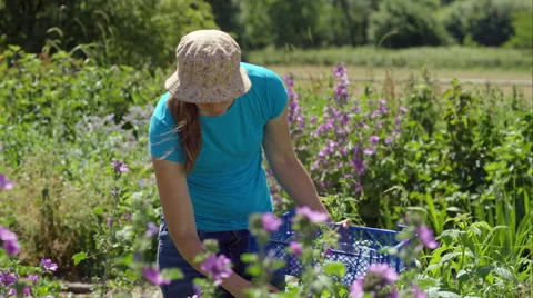Farmer picking wild flowers Stock Footage 63024824