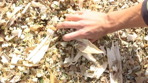 Farmer picks up corn silage and checks quality, close-up, fodder for livestock 動画素材 108914465