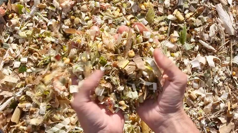 Farmer picks up corn silage, checks quality, close-up, fodder for livestock Video stock 108914504