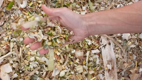 Farmer picks up corn silage, close-up, livestock fodder, biofuel biomass Stockbeeldmateriaal 108914482