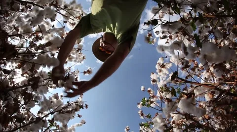 A farmer picks cotton wool for lab testing for quality control MRL 库存影片 42196378