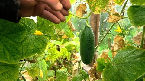 Farmer picks cucumbers. fresh vegetables Vidéo 124662674