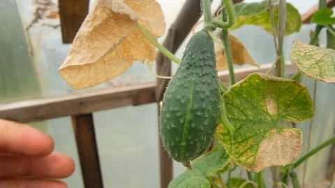 Farmer picks cucumbers. fresh vegetables 库存影片 124676443