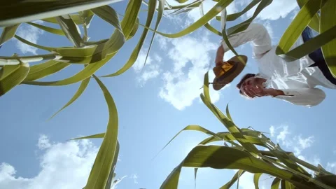 The farmer picks up his hat from the ground and walks further across the field Stock Footage 247321917