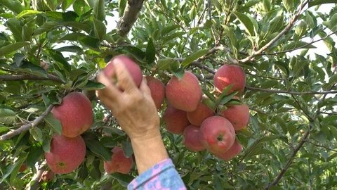 Farmer Picks Up Red Apples From Tree Branch Vidéo 96719203