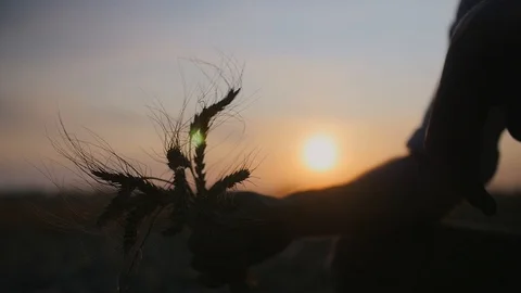 Farmer picks spikelets Stock Footage 113177970