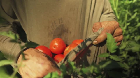 Farmer picks a tomato. Packs it in his sack and leaves among the fields. Stock Footage 171208206
