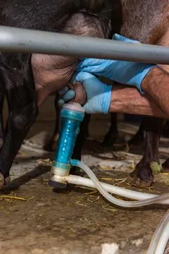 Farmer placing the automatic milking system on the udders of a goat. Close-up Stock Photos
