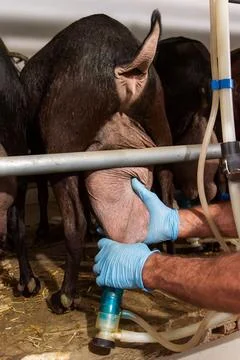 Farmer placing the automatic milking system on the udders of a goat. Close-up Stock Photos