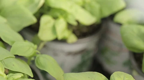 Farmer placing basil plants Stock Footage 56618758
