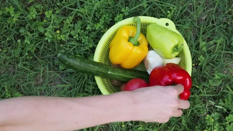 Farmer placing fresh red bell pepper into a basket Stock Footage 337067089