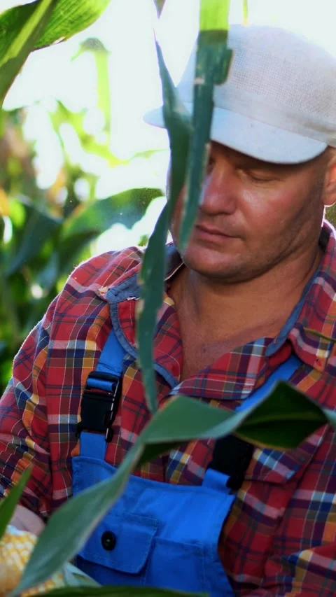 Farmer in plaid shirt inspecting corn cob, checks the quality of corn at his Stock Footage 313484979
