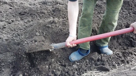 Farmer plant digging beds for crops. Plant potatoes in the ground in spring. Stock Footage 112667974