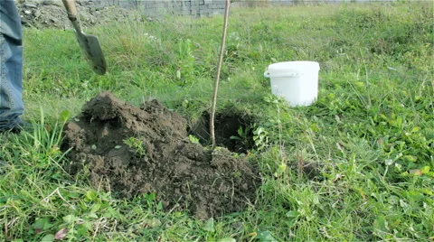 Farmer planted tree Video stock 43328696