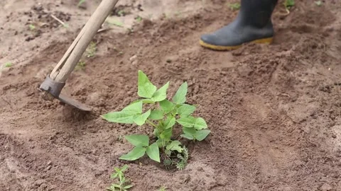 The farmer is planting Stock Footage 131625705