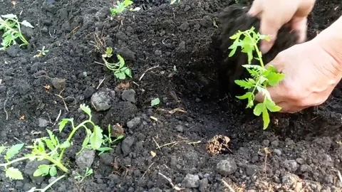 Farmer planting a herb Stock Footage 75609710