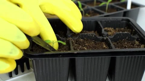 Farmer planting small green sprouts of seedlings in pots using a shovel. Stock Footage 174677752