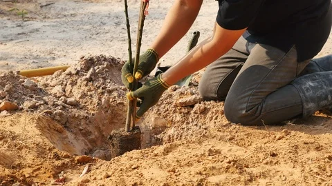 Farmer planting a tree Stock Footage