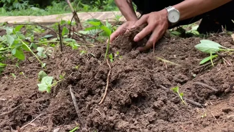Farmer planting a tree Stock Footage 287825156