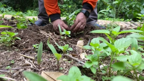 Farmer planting a tree Vídeo Stock 287825162