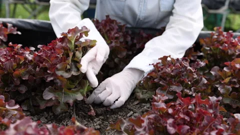 Farmer planting young checking quality of red lettuce in the vegetable garden Vídeos de archivo 160321591