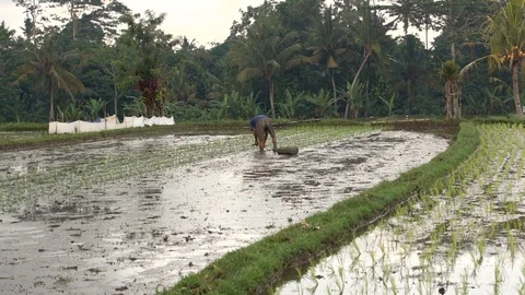 Farmer plants the rice 動画素材 81227642
