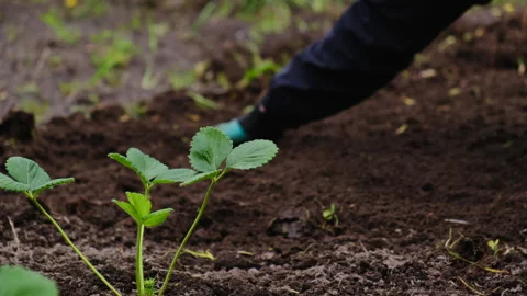 Farmer plants strawberry Stock Footage 149757940