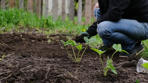Farmer plants strawberry Stock Footage 149758149