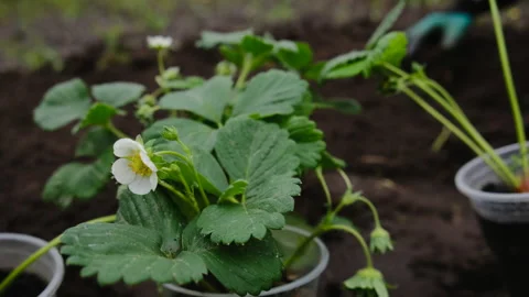 Farmer plants strawberry Stock Footage 149758498