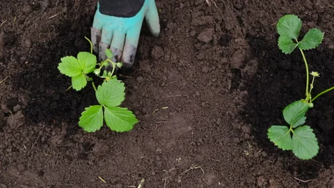 Farmer plants strawberry Stock Footage 149759284