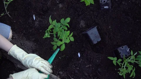 Farmer plants tomatoes Stock Footage 110984945