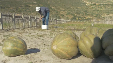 Farmer plaughing land  Stock Footage 62450916