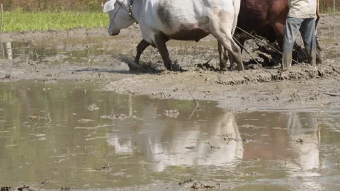 Farmer ploughing 스톡 동영상 336433448