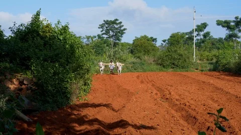 Farmer ploughing soil with bullocks in rural India Vídeo Stock 111303953