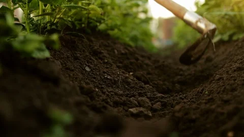 A farmer with a plow digs up a bed. Caring for the earth. Agriculture. The Stock Footage 125234616