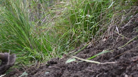 Farmer Plowing and Clearing the Soil with a Hoe in Agricultural Field Rural Work Stock Footage 305780832