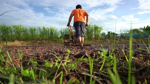 Farmer plowing and working in rice field  Stock Footage 203778536