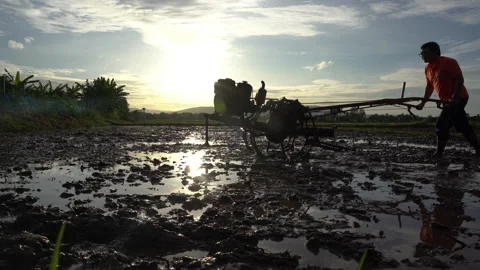 Farmer plowing and working in rice field  動画素材 203780088